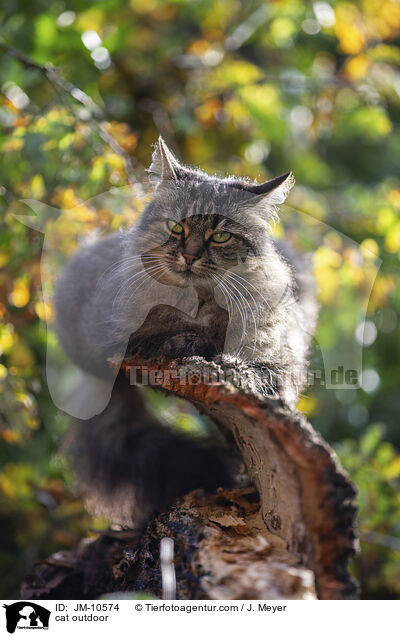 cat outdoor / JM-10574