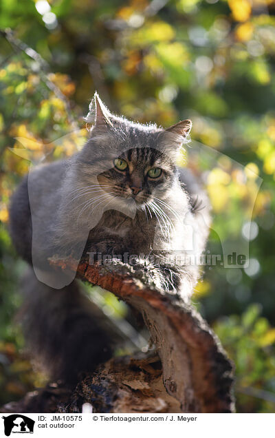 cat outdoor / JM-10575