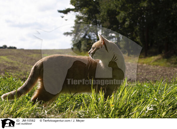cat outdoor / JM-10582