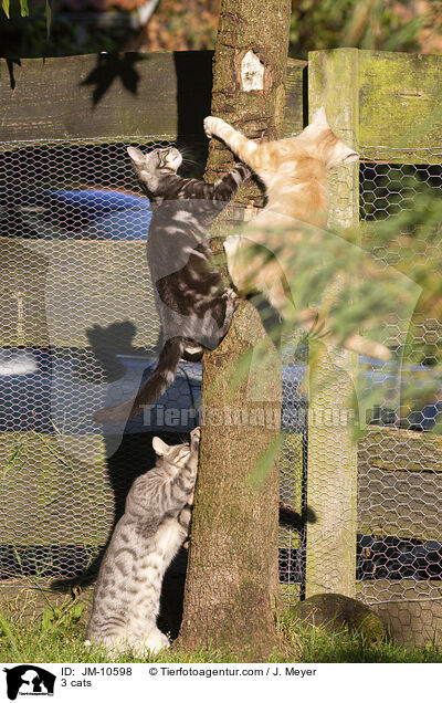 3 Katzen / 3 cats / JM-10598