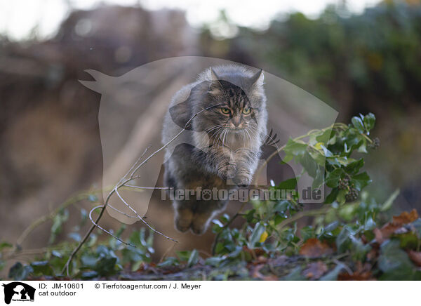 Katze drauen / cat outdoor / JM-10601