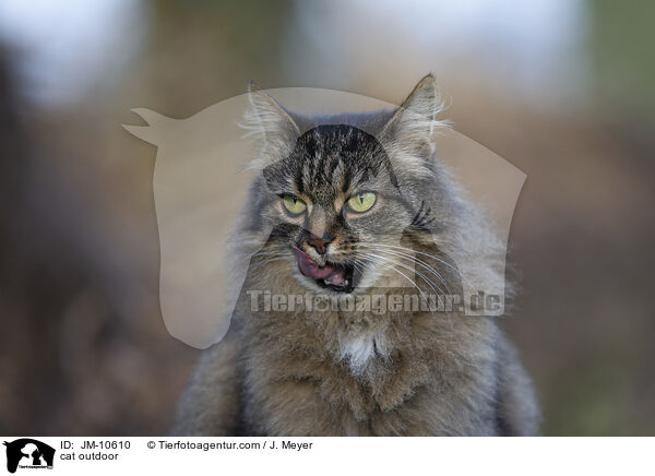 cat outdoor / JM-10610