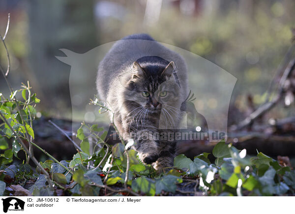Katze drauen / cat outdoor / JM-10612