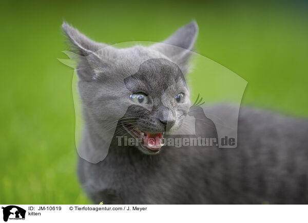 kitten / JM-10619