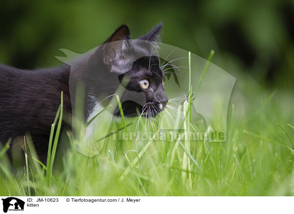 kitten / JM-10623