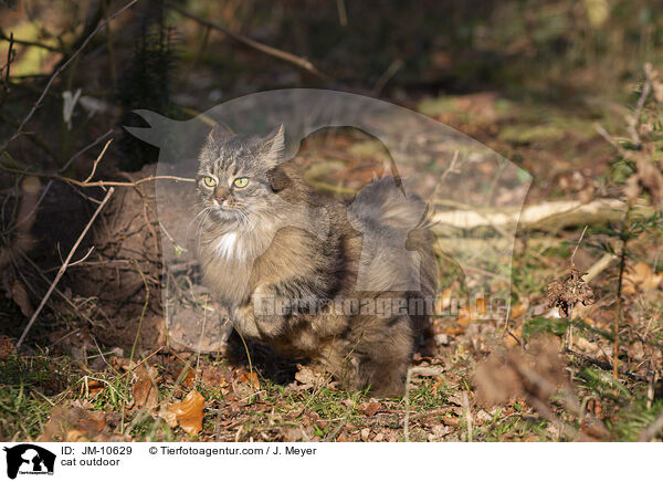 cat outdoor / JM-10629