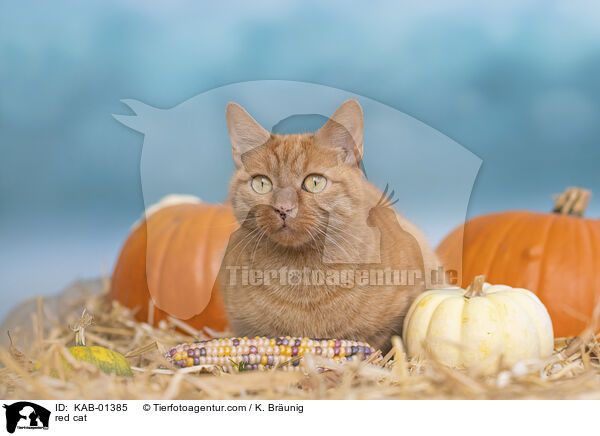rote Katze / red cat / KAB-01385