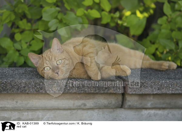 red cat / KAB-01389