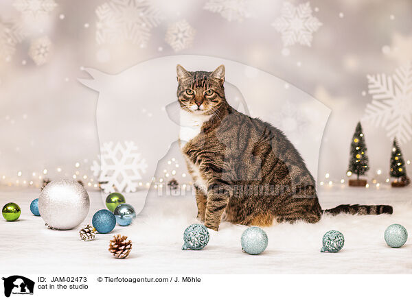 cat in the studio / JAM-02473