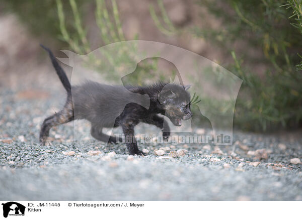 Ktzchen / Kitten / JM-11445