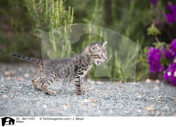 Kitten / JM-11457