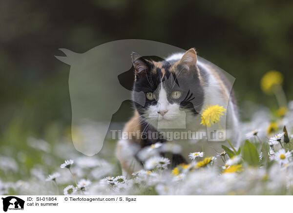 Katze im Sommer / cat in summer / SI-01864