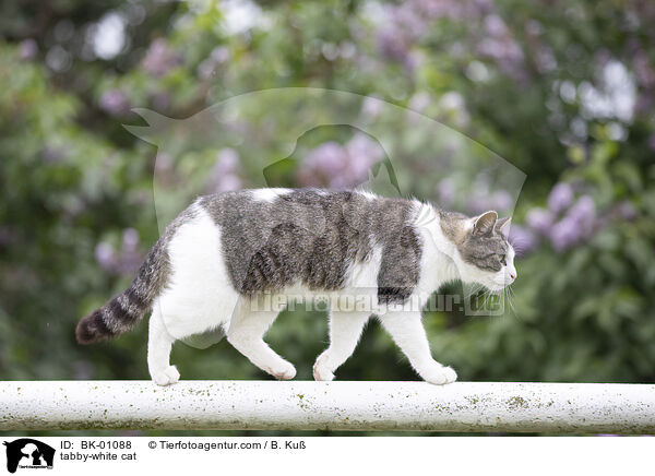 tabby-white cat / BK-01088
