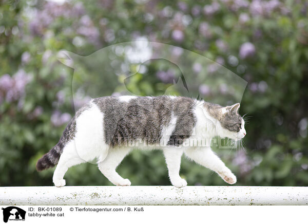 tabby-white cat / BK-01089