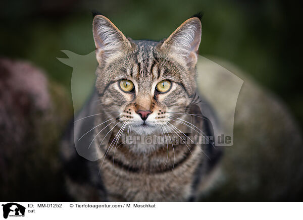 cat / MM-01252