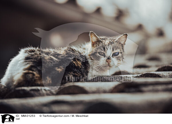 cat / MM-01253