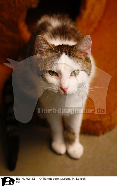 cat / HL-02412
