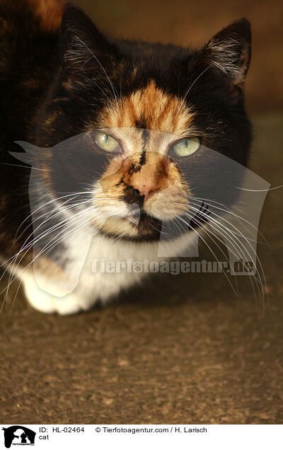 cat / HL-02464