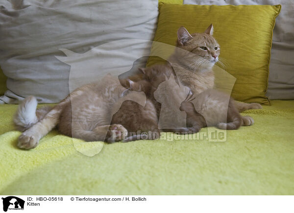Ktzchen / Kitten / HBO-05618