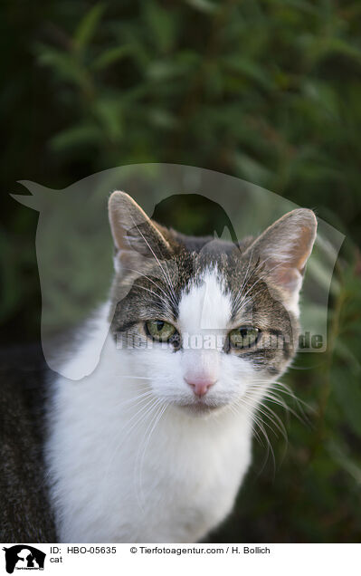 cat / HBO-05635
