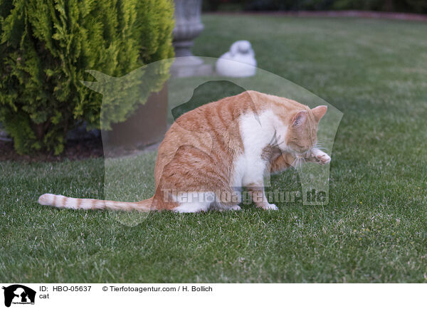cat / HBO-05637