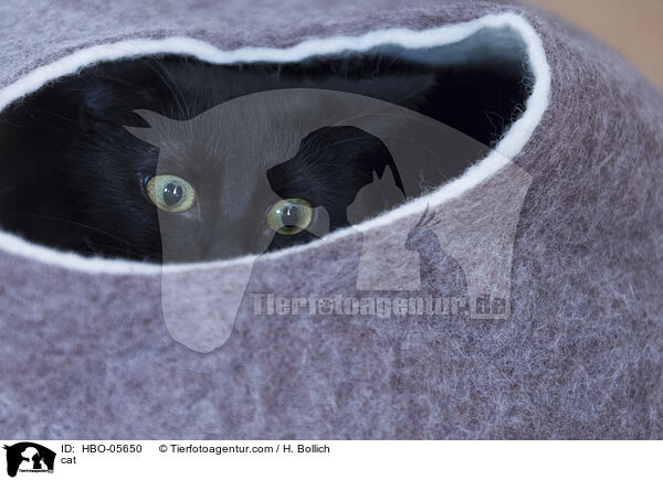 cat / HBO-05650