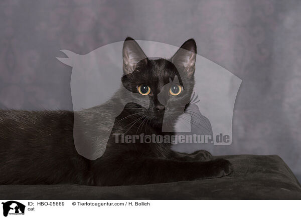 cat / HBO-05669