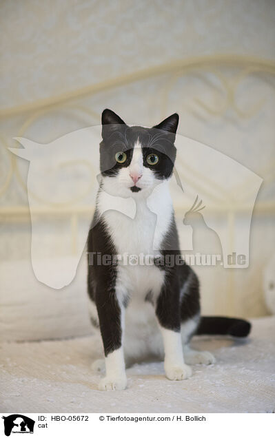cat / HBO-05672
