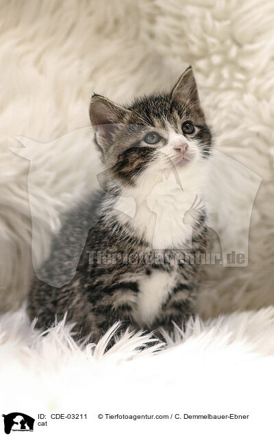 cat / CDE-03211