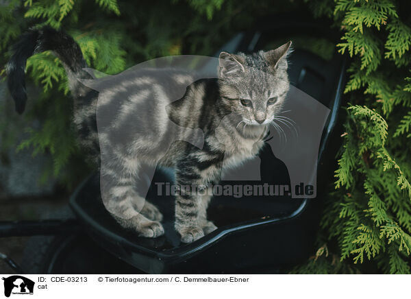 cat / CDE-03213
