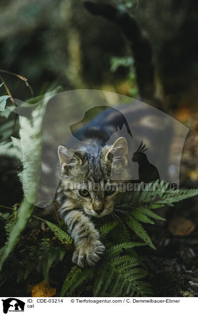cat / CDE-03214