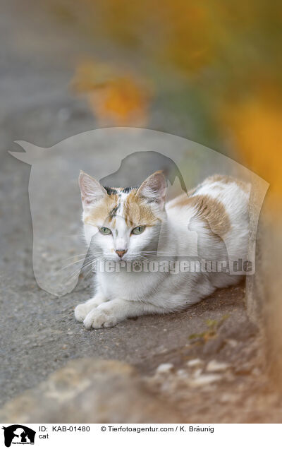 cat / KAB-01480