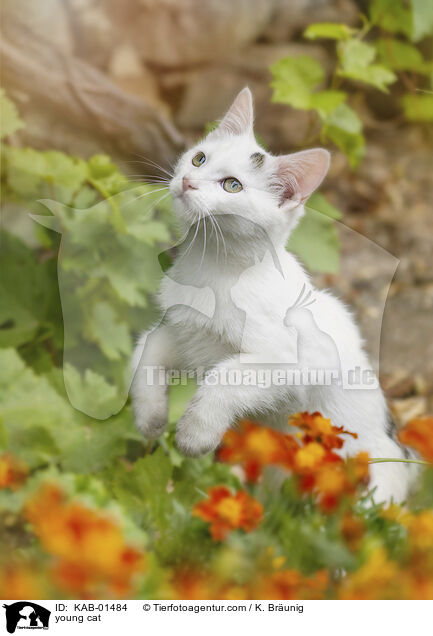 young cat / KAB-01484
