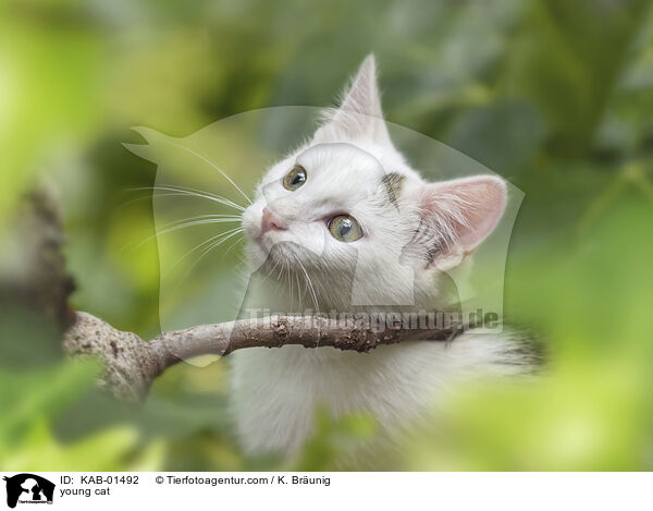 young cat / KAB-01492