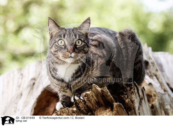 lying cat / CB-01949