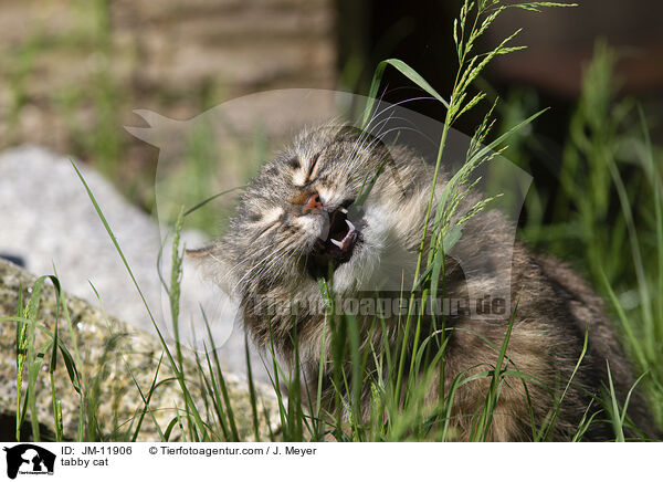 tabby cat / JM-11906