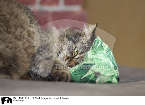 tabby cat / JM-11913