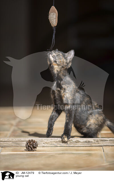 young cat / JM-12479