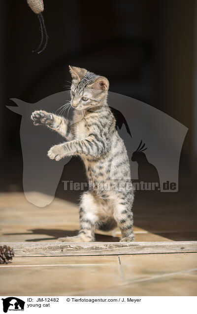 junge Katze / young cat / JM-12482