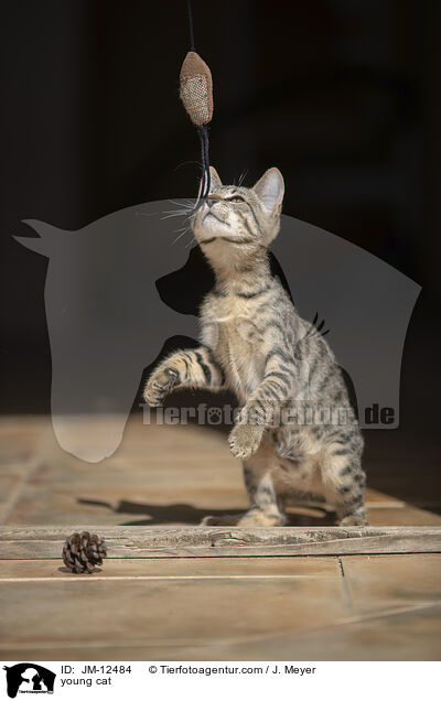 young cat / JM-12484