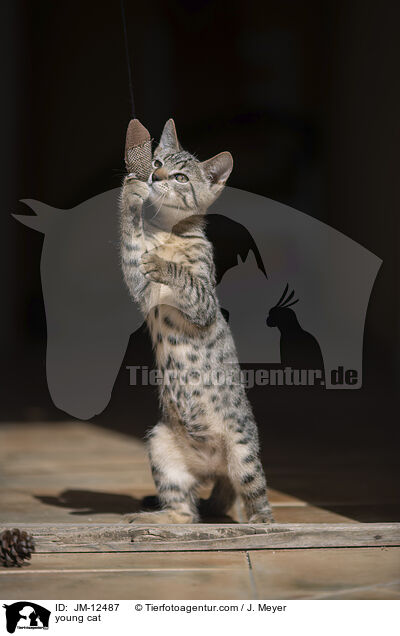 young cat / JM-12487
