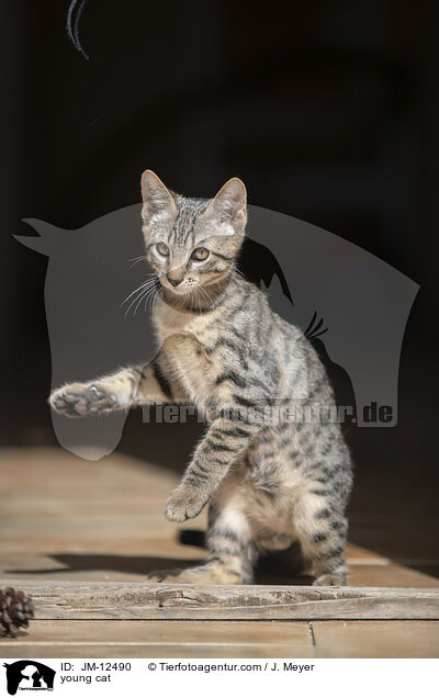 young cat / JM-12490