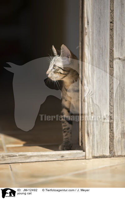 young cat / JM-12492