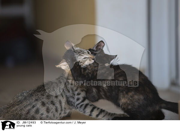 young cats / JM-12493