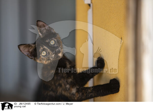 young cat / JM-12495
