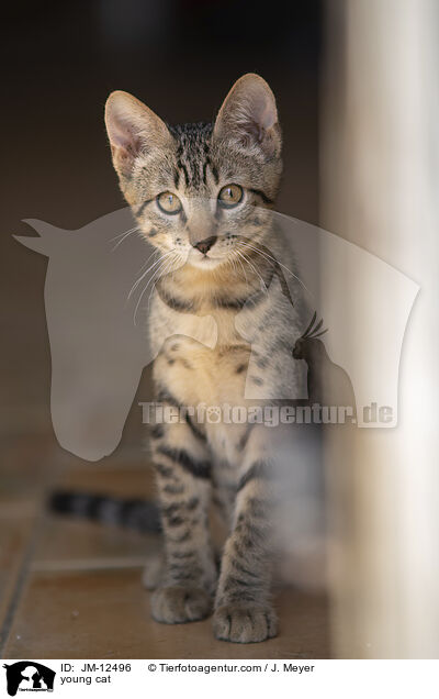 junge Katze / young cat / JM-12496