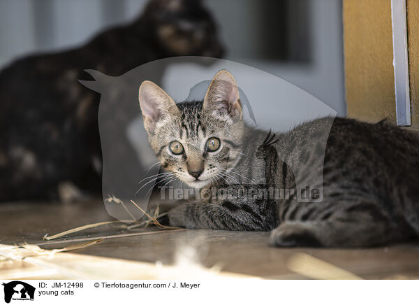 young cats / JM-12498