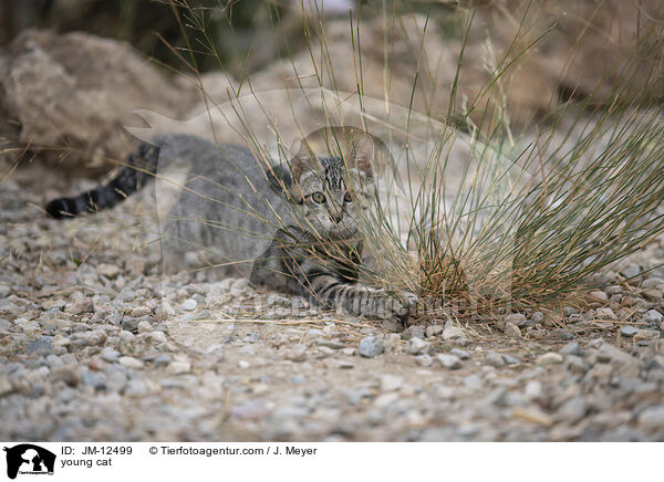 junge Katze / young cat / JM-12499