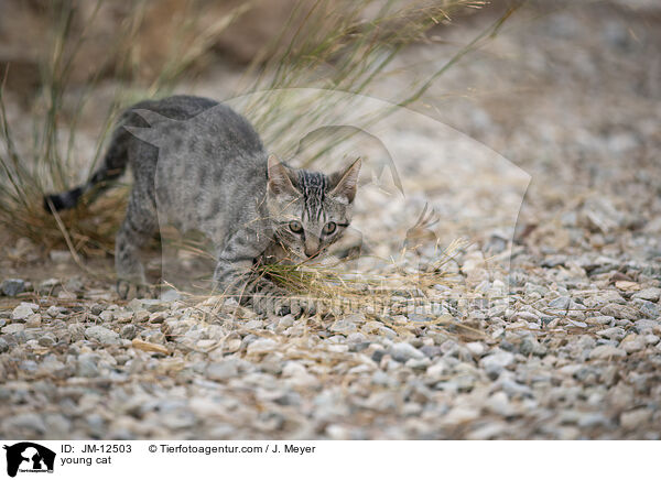 young cat / JM-12503