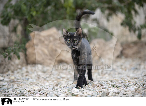 young cat / JM-12505